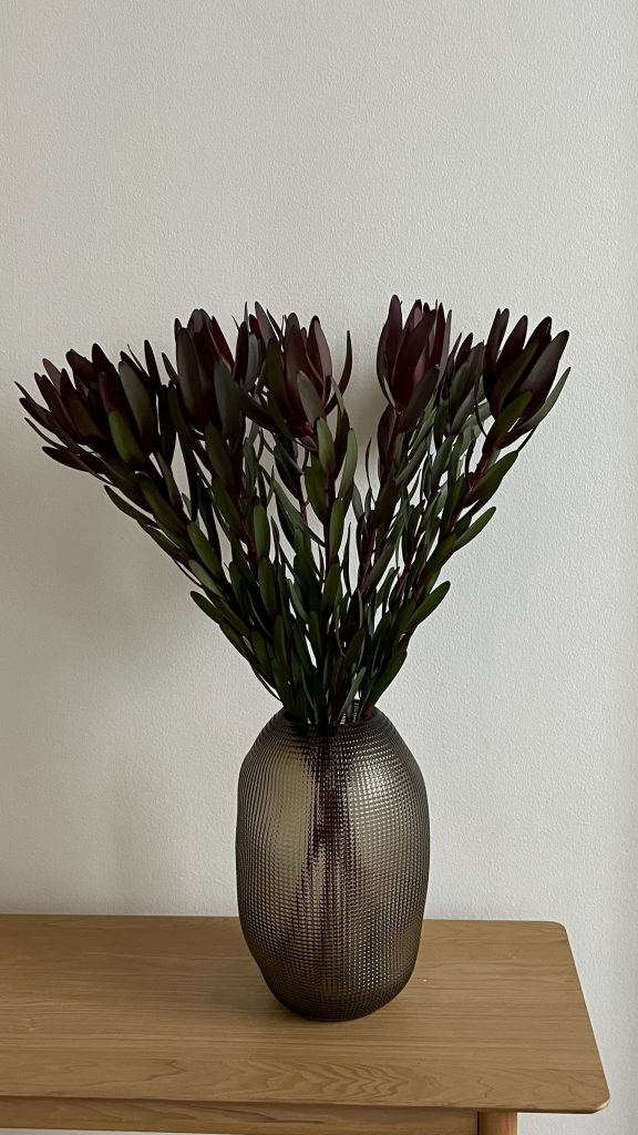 Леукадендрон, 10 шт.