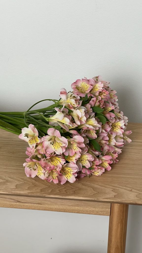 Альстромерия розовая, 20 шт.